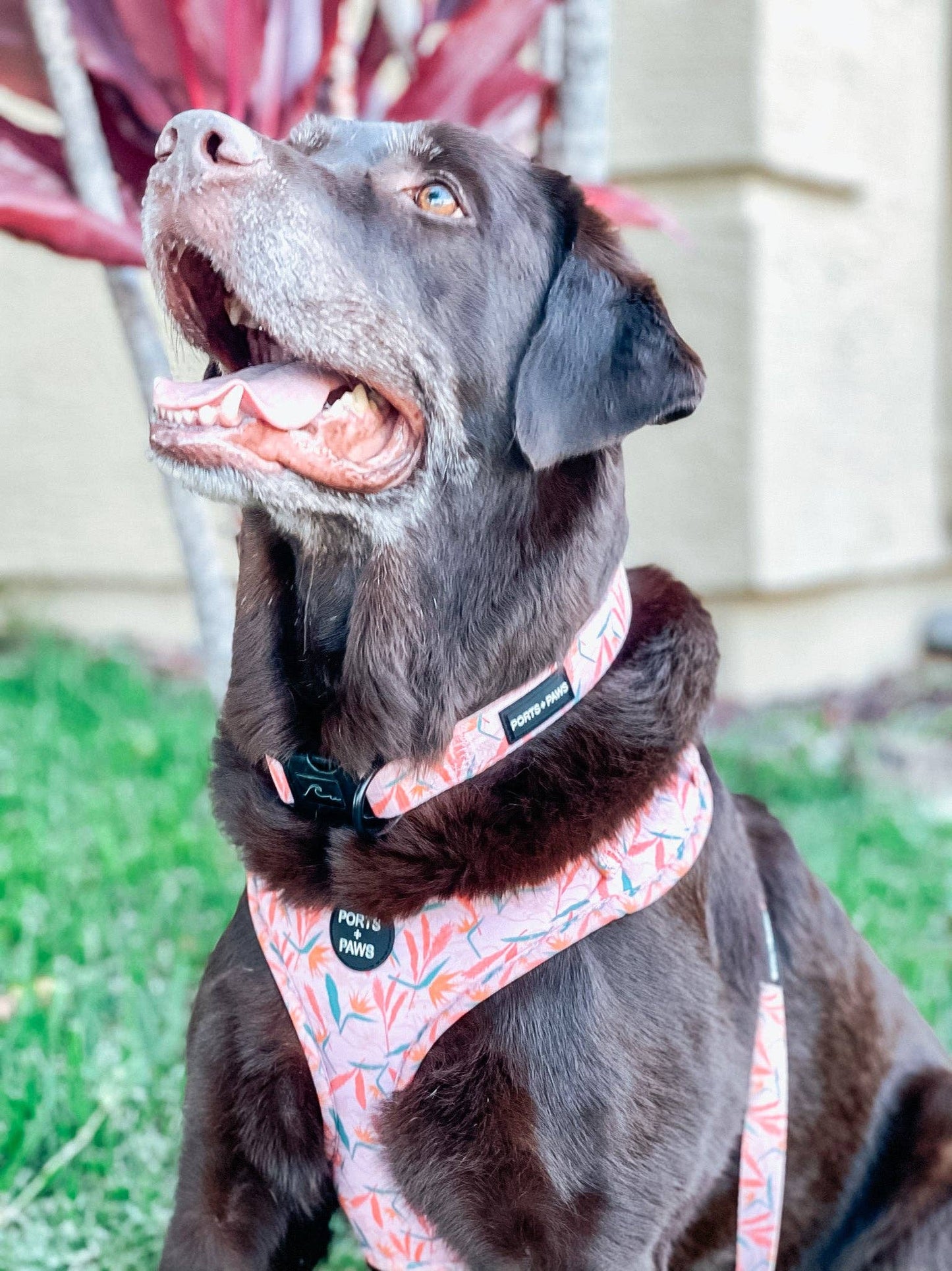 Floral Print Collar