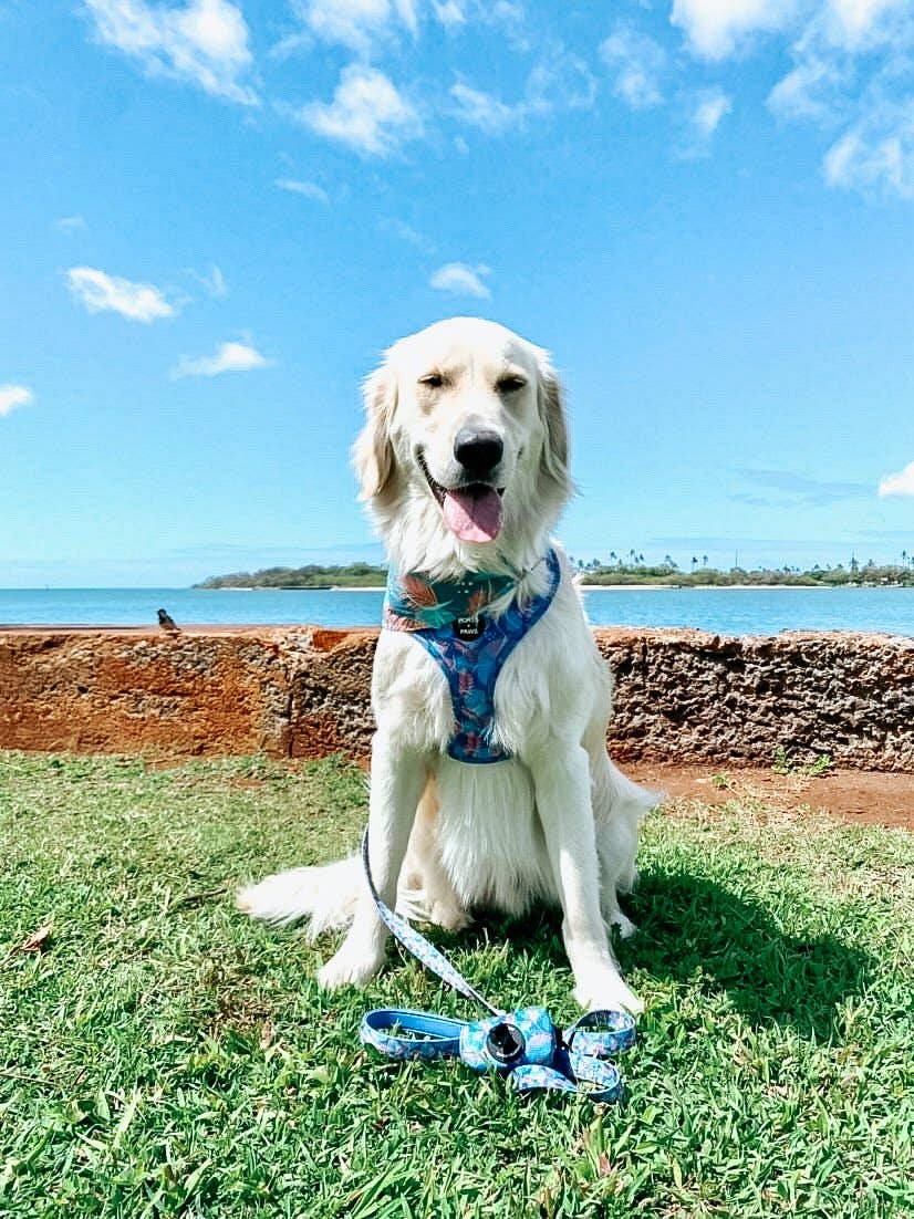 Poop Bag Holder-Porter