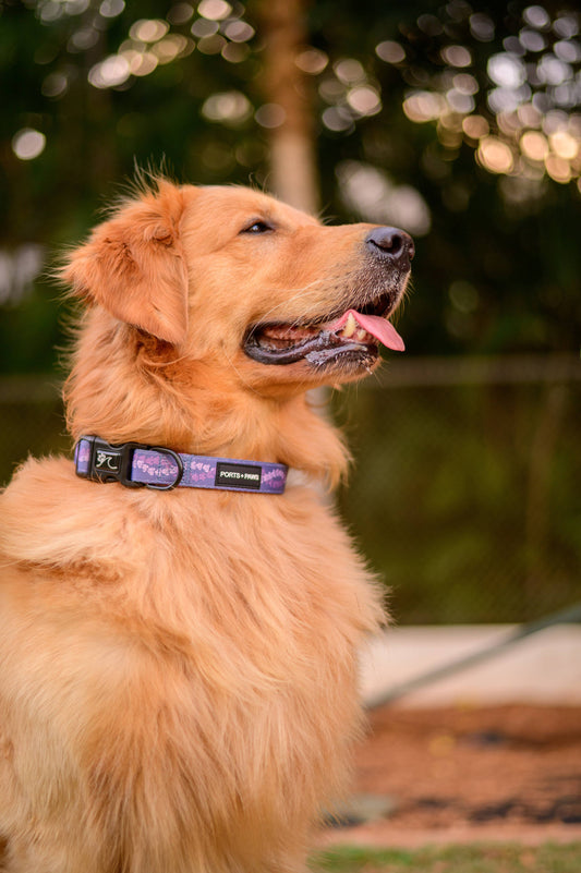 Crown Flower Lei Collar