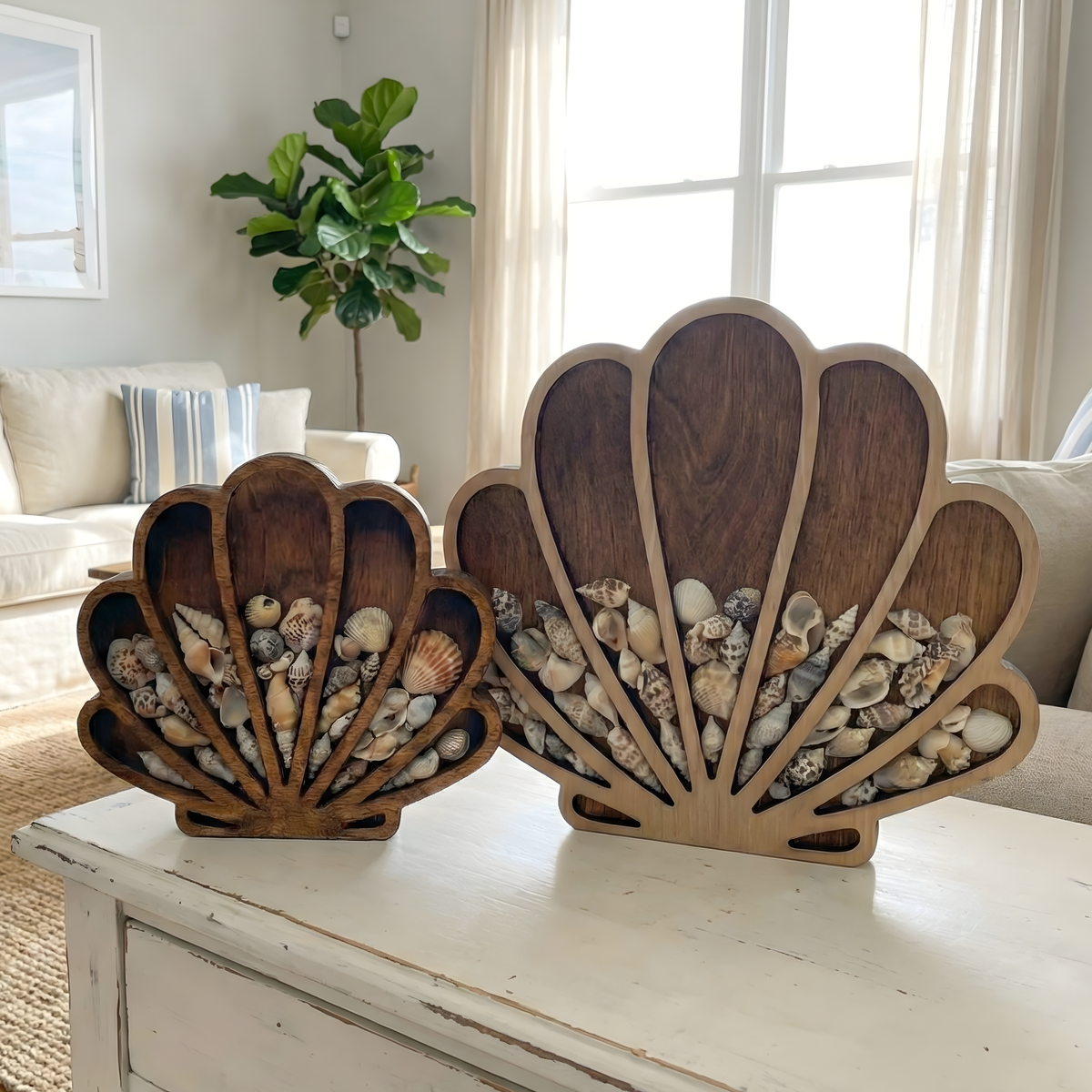 Seashell Keepsake Display