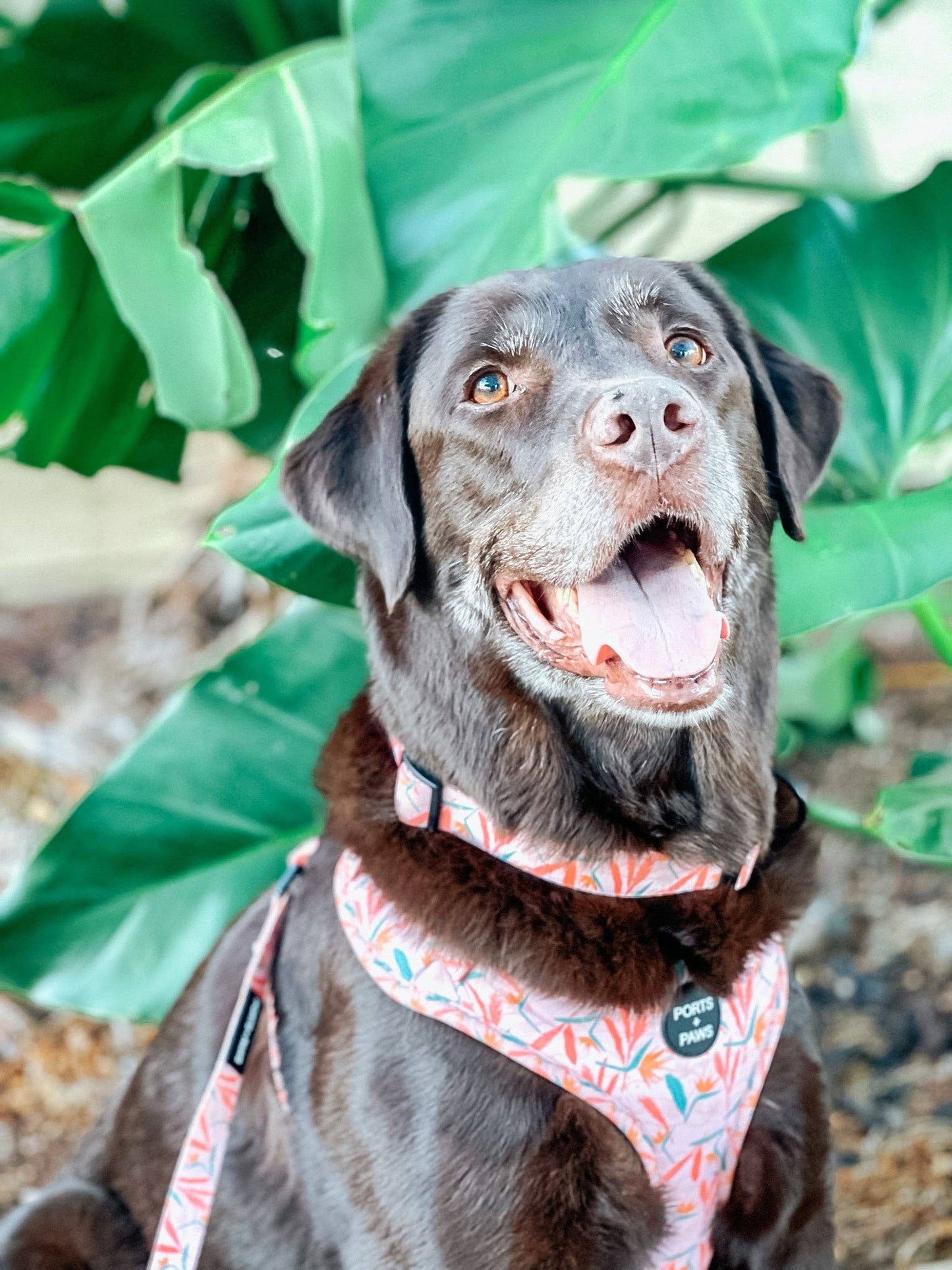 Floral Print Collar
