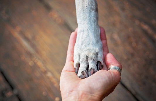 Maui Humane Society