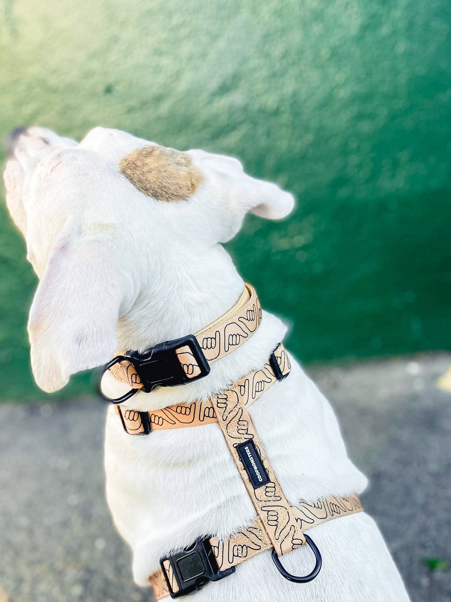 Shaka Latte Collar