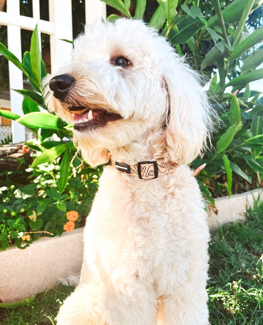 Shaka Latte Collar