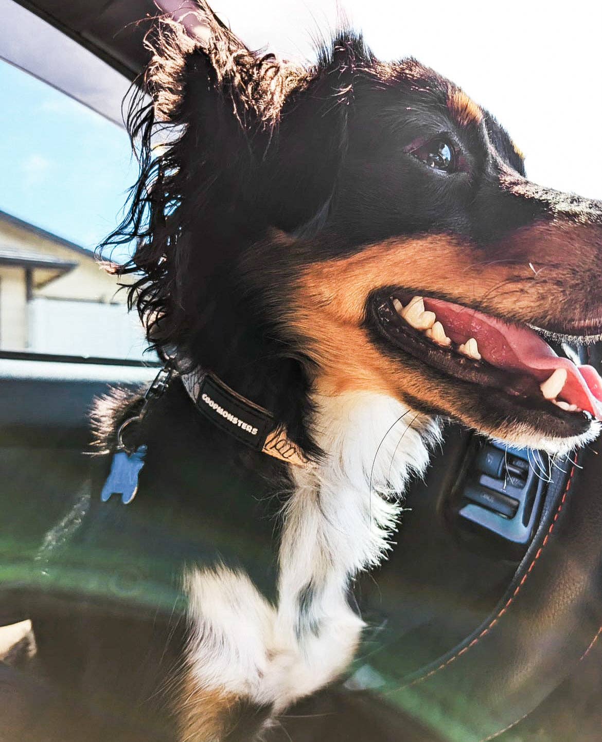 Shaka Latte Collar